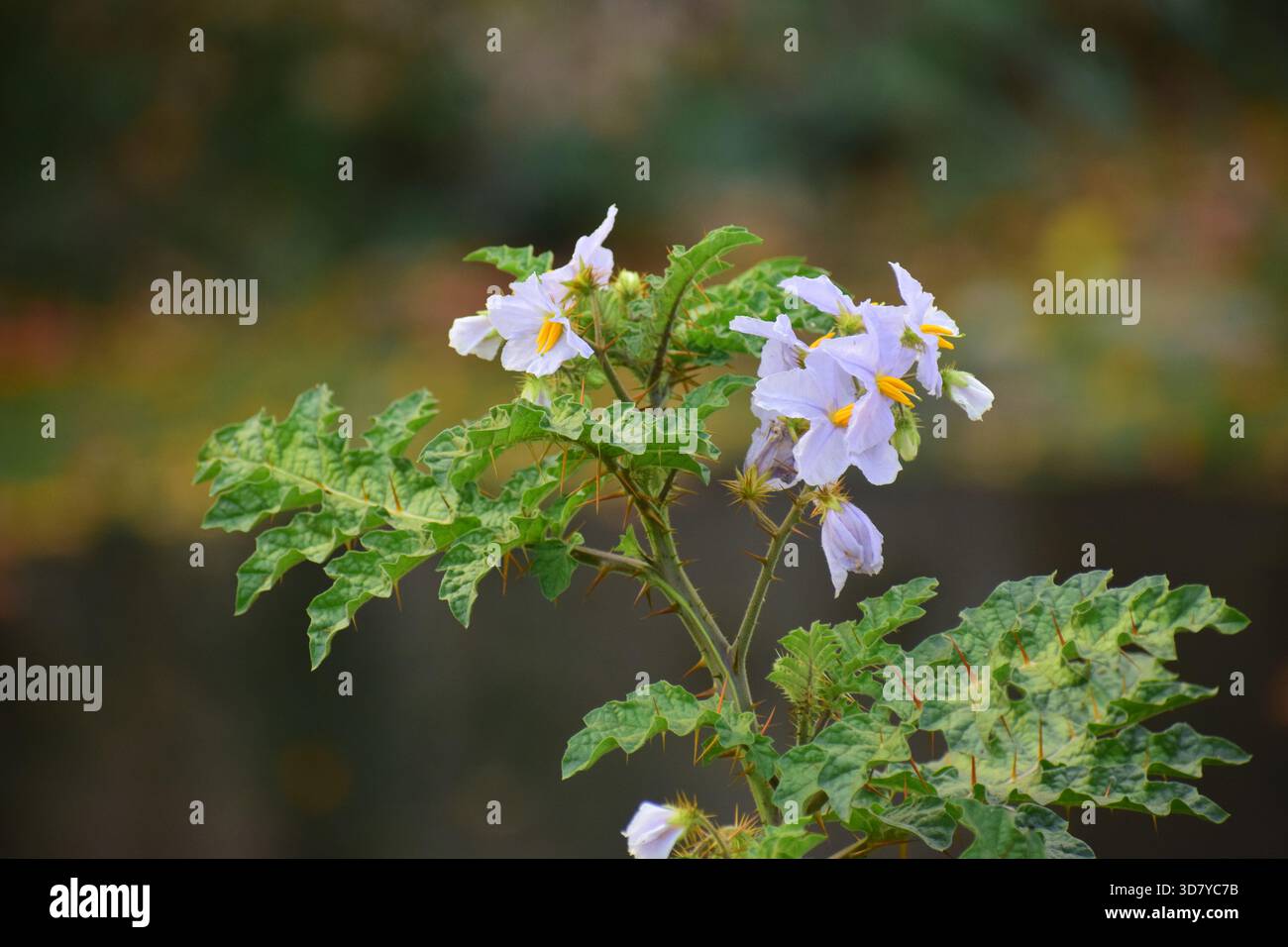 Indische Heliotrop-Pflanze mit winzigen lila-weißen Blüten Stockfoto