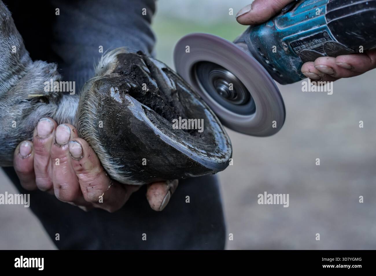 Farrier Reinigung und Bürsten von Pferdehuf mit Drehschleifer vor der Installation des neuen Hufeisens, Nahaufnahme Detail Stockfoto