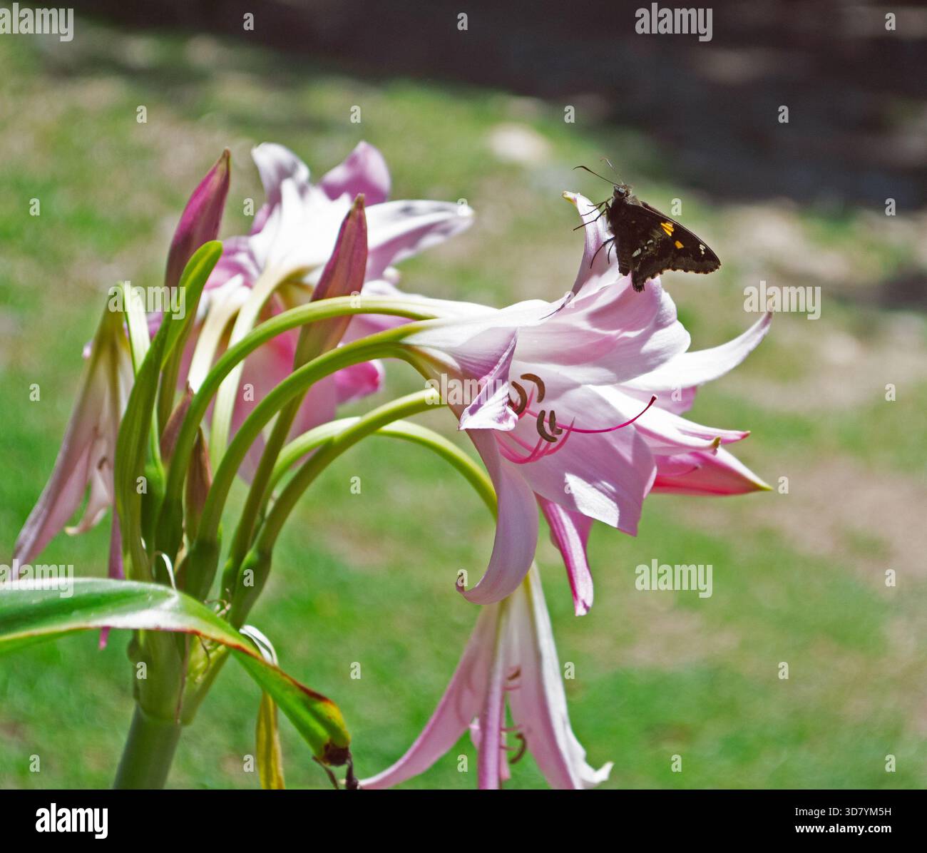 Nahaufnahme mit einer Belladonna-Lilie (amaryllis belladonna) mit geringer Tiefe des Feldes und unscharfem Hintergrund. Ein Schmetterling ist auf seinen Blütenblättern gelandet. Stockfoto