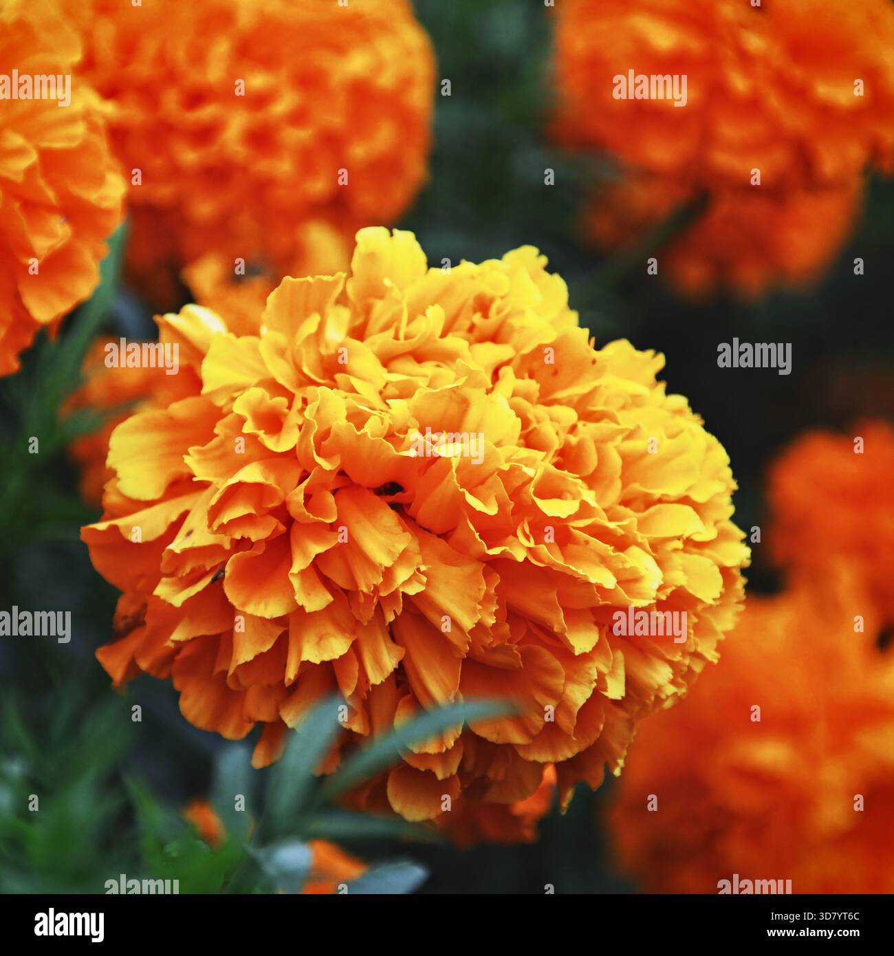 Seitenansicht der großen orangen Ringelblume auf verschwommenem Blumenhintergrund Stockfoto