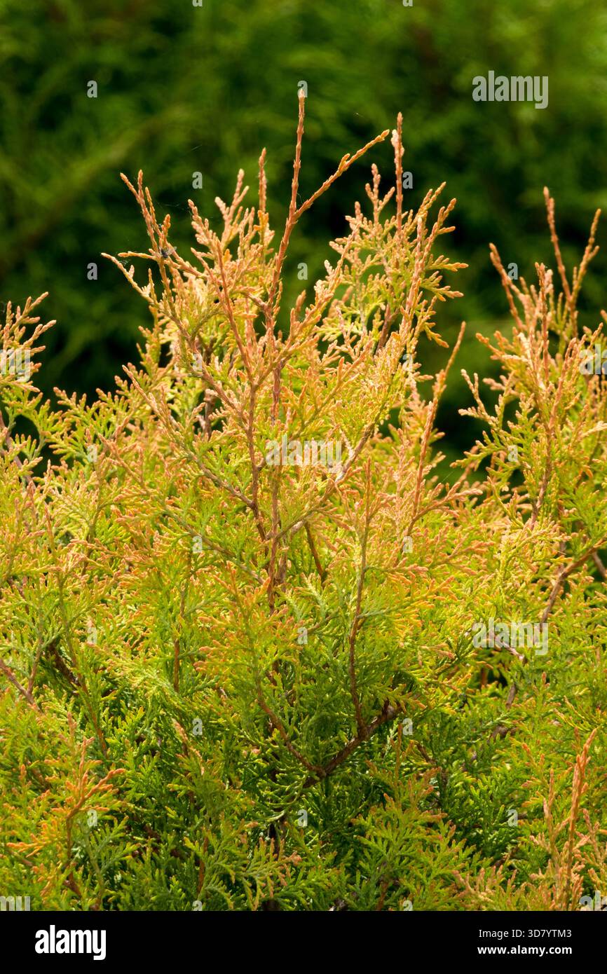 pinie zimmerpflanze Seedeo Mittelmeer Pinie (Pinus pinea) Pflanze 1 Jahre