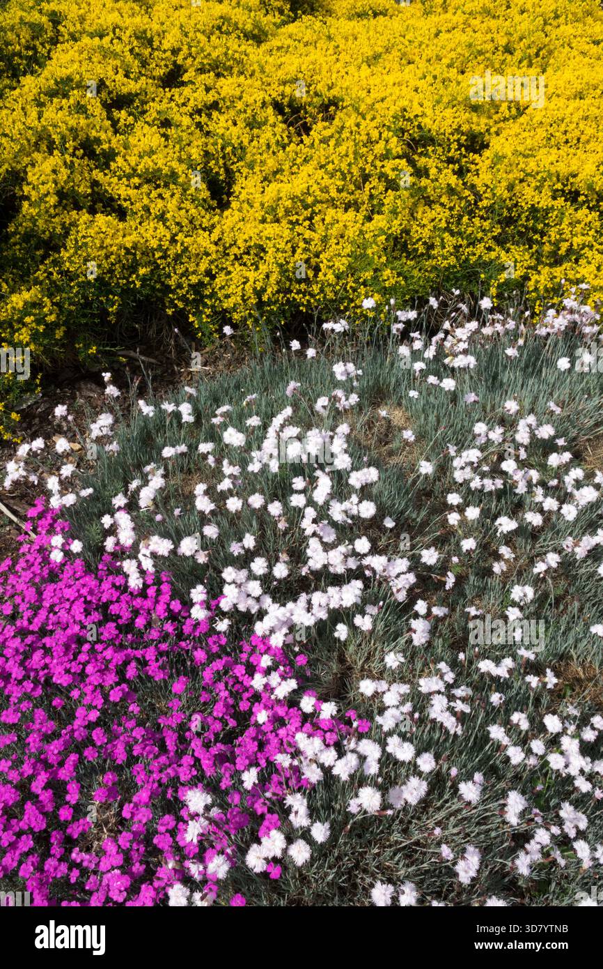 Genista lydia, Phlox, Dianthus, Mischfarben Blumen, bunter Garten, bunt, Gelb, weiß, Lila Violett, Niedrige Pflanzen, Gemahlen Stockfoto