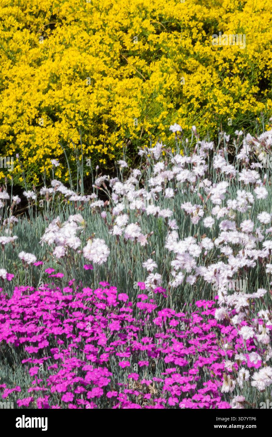 Frühling Mai Juni Blumen Bunte Garten Phlox, Dianthus, Genista lydia niedrige Pflanzen Bodenbedeckung Stockfoto