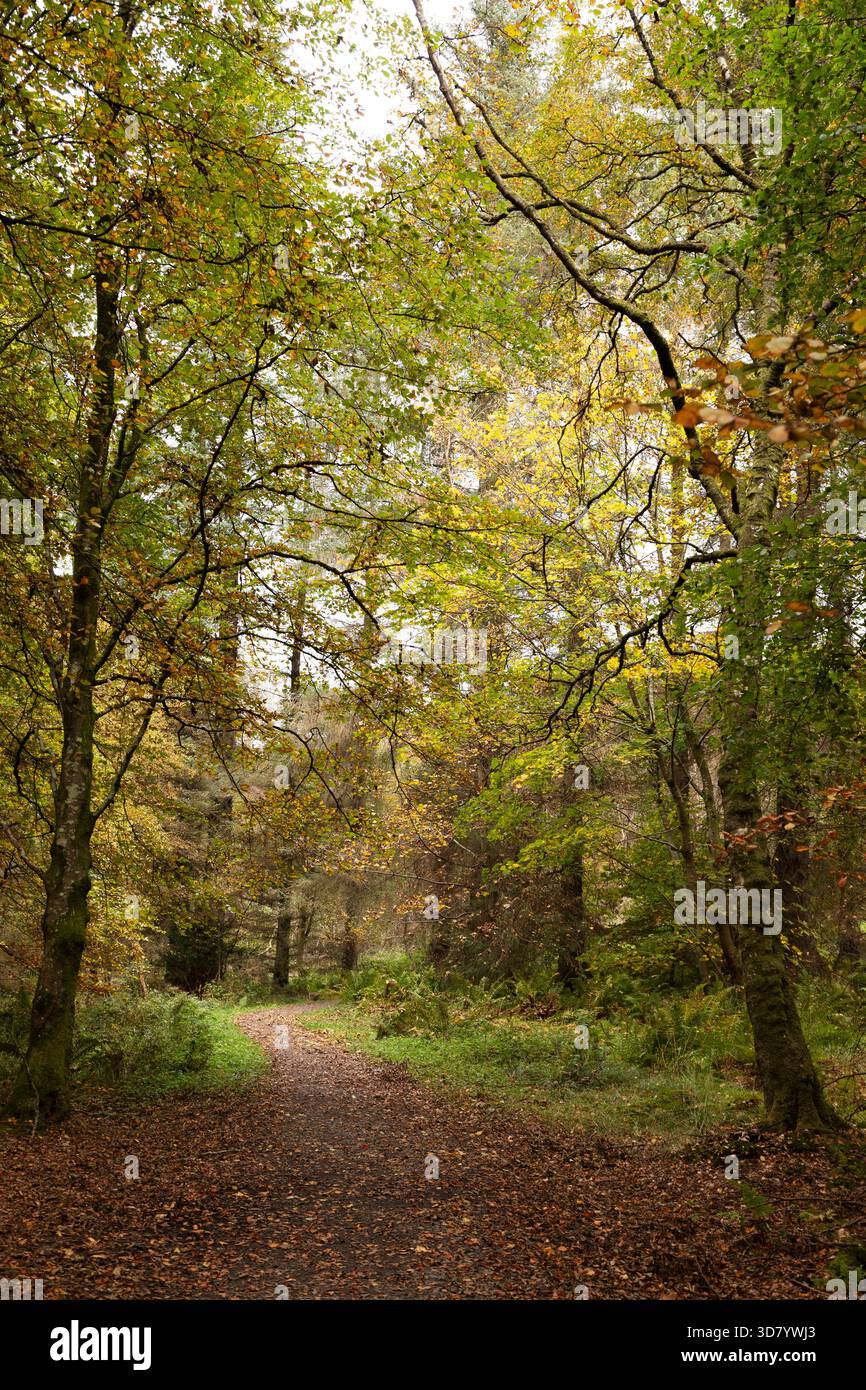 Wanderweg im Balloch Castle Country Park, im Loch Lomond und im Trossachs National Park in Schottland. Gefallene Blätter sind auf dem Fußweg verstreut Stockfoto
