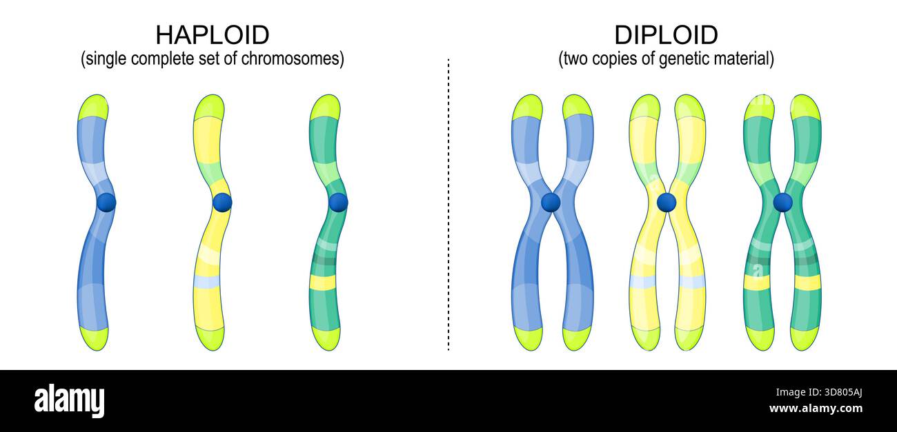 Differenz zwischen diploidem und haploidem Chromosom. Zwei Kopien von genetischem Material und ein einziger kompletter Chromosomensatz. Vektorabbildung Stock Vektor