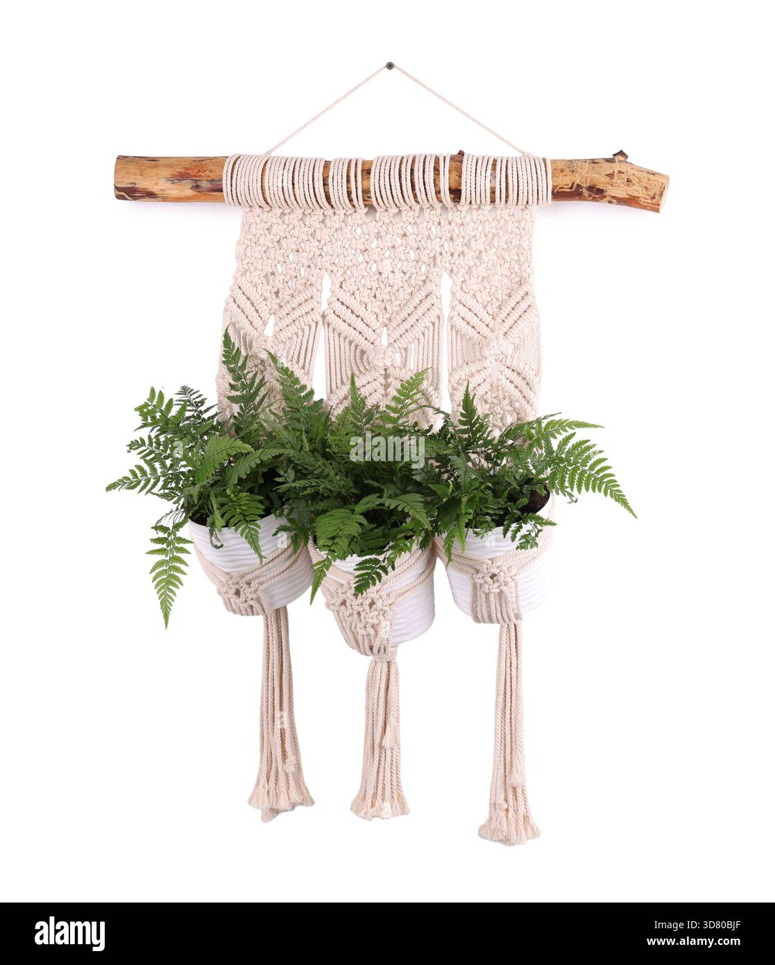 Schöne Topfpflanzen hängen in Makramee-Pflanzgefäßen isoliert auf weiß Stockfoto