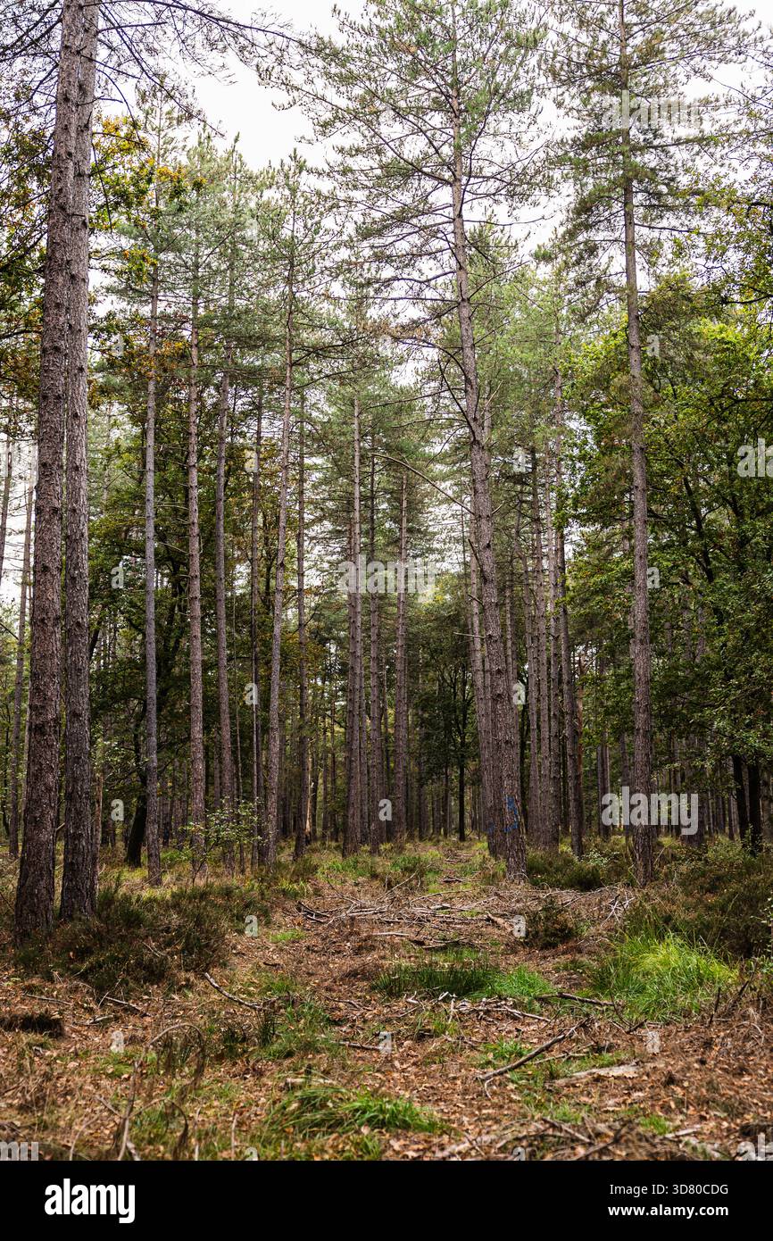 Ein Herbstwald mit hohen Bäumen, verstreut mit trockenen Blättern und einem gefallenen, moosbedeckten Stamm im Vordergrund. Stockfoto