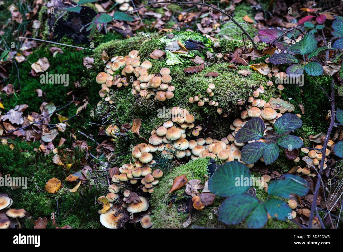 Eine Ansammlung kleiner, bräunlich-gelber Pilze, die auf einem alten Stumpf wachsen, bedeckt mit hellgrünem Moos, in einem Wald, zwischen gefallenen Blättern. Stockfoto