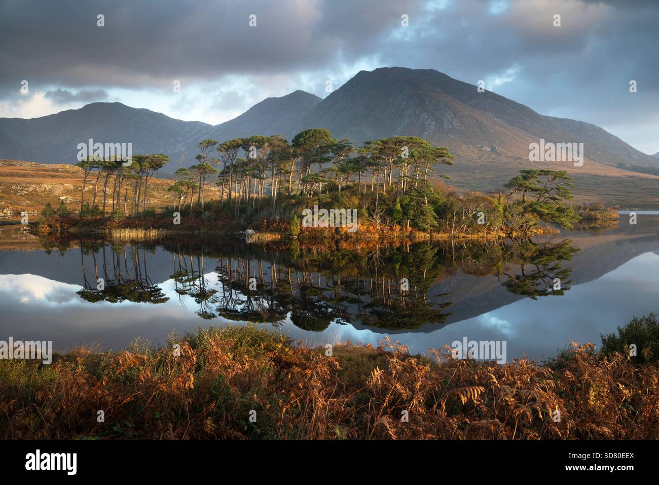 Die Pine Island am Derryclare lough und die Twelve Bens Mountains in der Region Connemara im County Galway in Irland Stockfoto