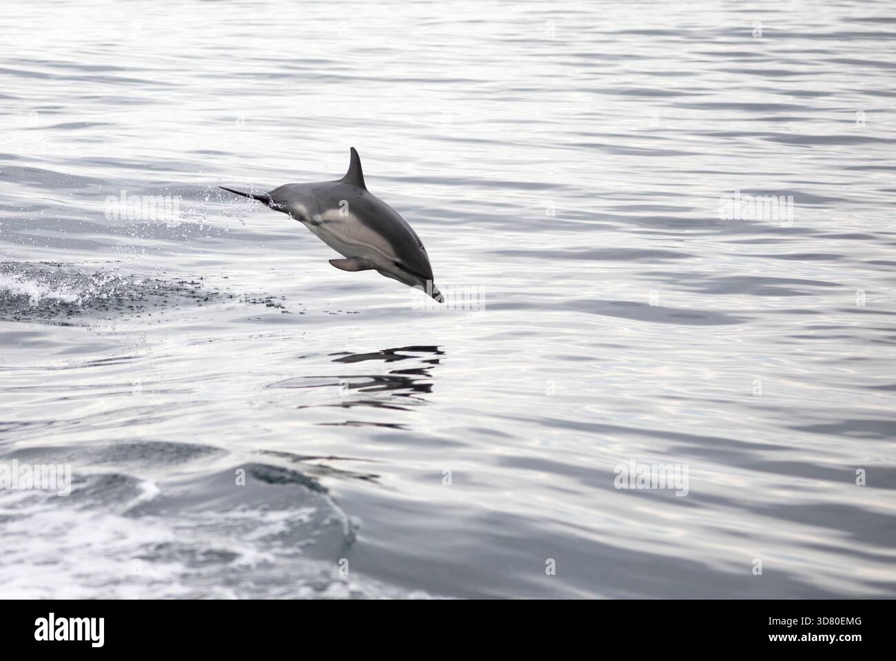 Gemeiner Delfin, der aus dem Wasser in West Cork in Irland springt Stockfoto