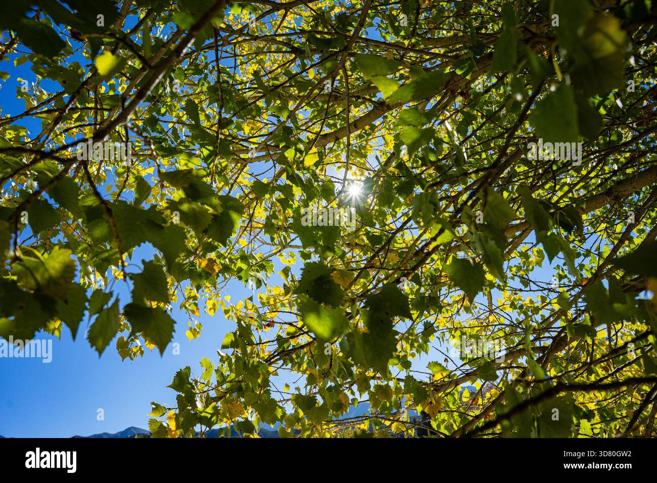 Cottonwood hinterlässt grün an einem Sommertag in Südkalifornien. Stockfoto