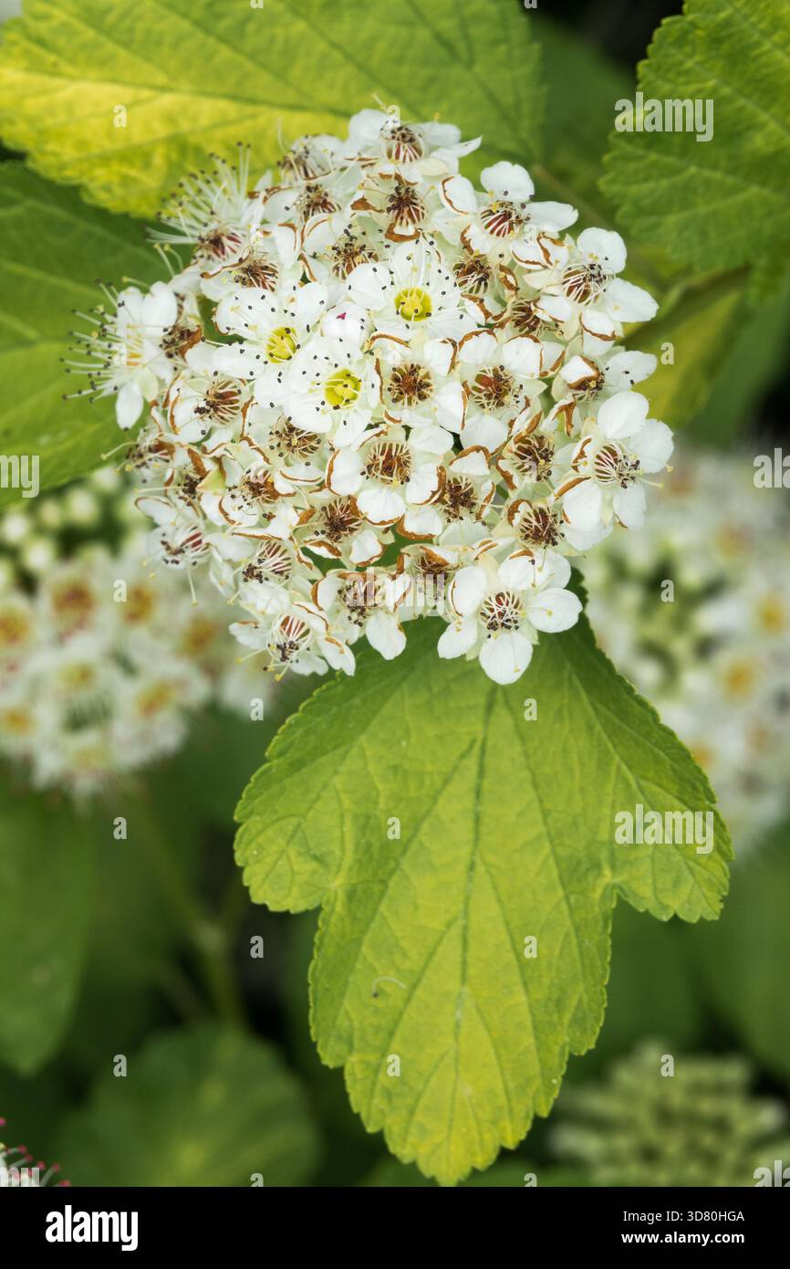 Physocarpus opulifolius 'Luteus' Blüte und Blatt des östlichen Ninebarks Stockfoto