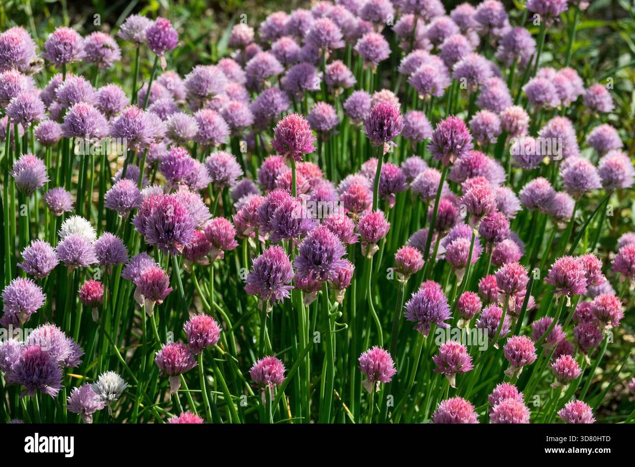 Schnittlauch Alium schoenoprasum Knoblauch in Gartenkraut Stockfoto