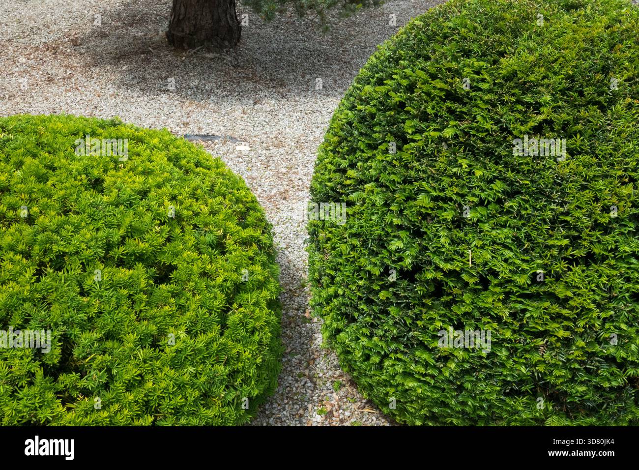 Eibe garten -Fotos und -Bildmaterial in hoher Auflsung  Alamy