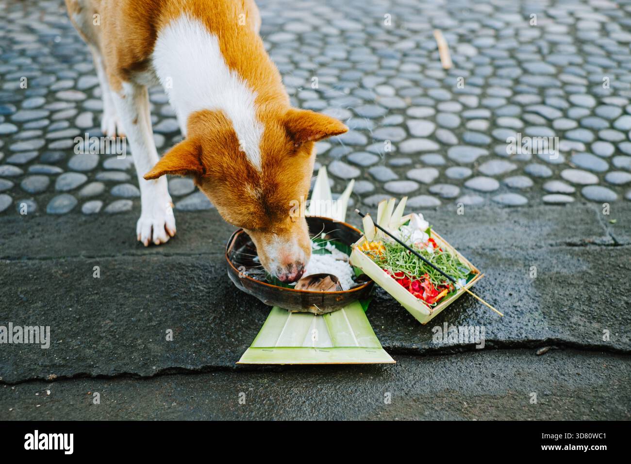Ein brauner und weißer Hund mit kurzem Fell wird aus einem hohen Winkel gesehen, der von einem traditionellen Opfer auf Stein- und Betonboden isst. Das Angebot ist inbegriffen Stockfoto