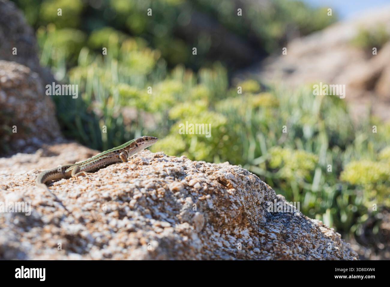 Italienische Wandeidechse, Ruineidechse, Europäische Wandeidechse (Podarcis siculus, Lacerta sicula), sitzend an einer Wand, Frankreich, Korsika Stockfoto
