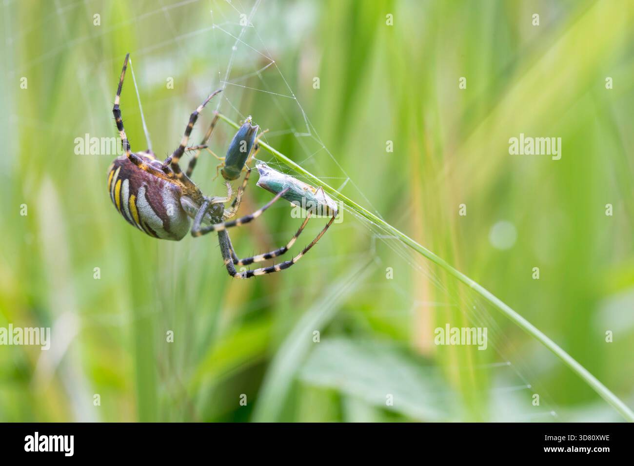 Schwarz-gelbe Argiope, schwarz-gelbe Gartenspinne (Argiope bruennichi), Weibchen im Netz mit abgepackter Beute, Zikada, Deutschland Stockfoto