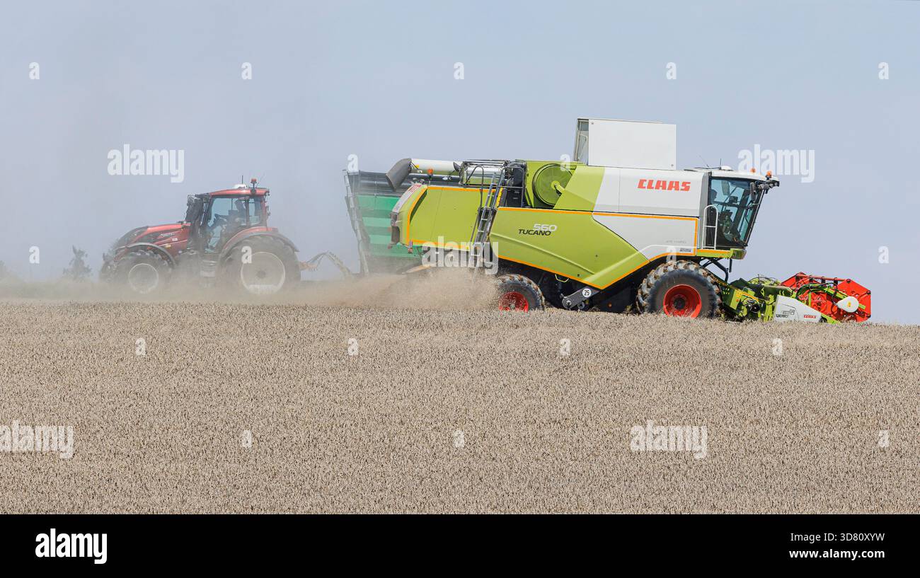 Großer Mähdrescher, der durch ein Feld mit Winterweizen erntefertig fährt, ohne Wildkräuter, konventionelle Landwirtschaft, Deutschland, Bayern Stockfoto