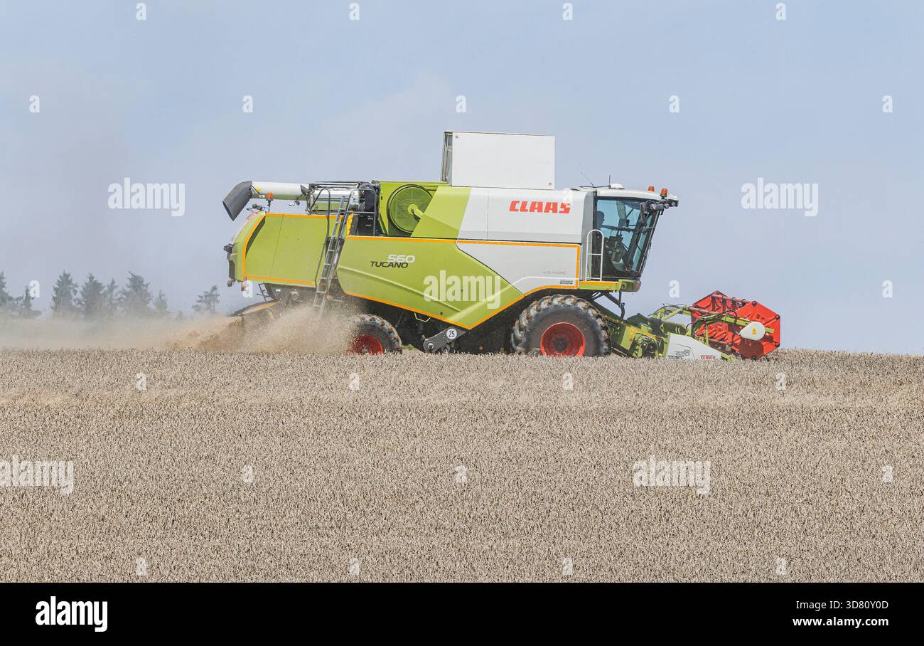 Großer Mähdrescher, der durch ein Feld mit Winterweizen erntefertig fährt, ohne Wildkräuter, konventionelle Landwirtschaft, Deutschland, Bayern Stockfoto