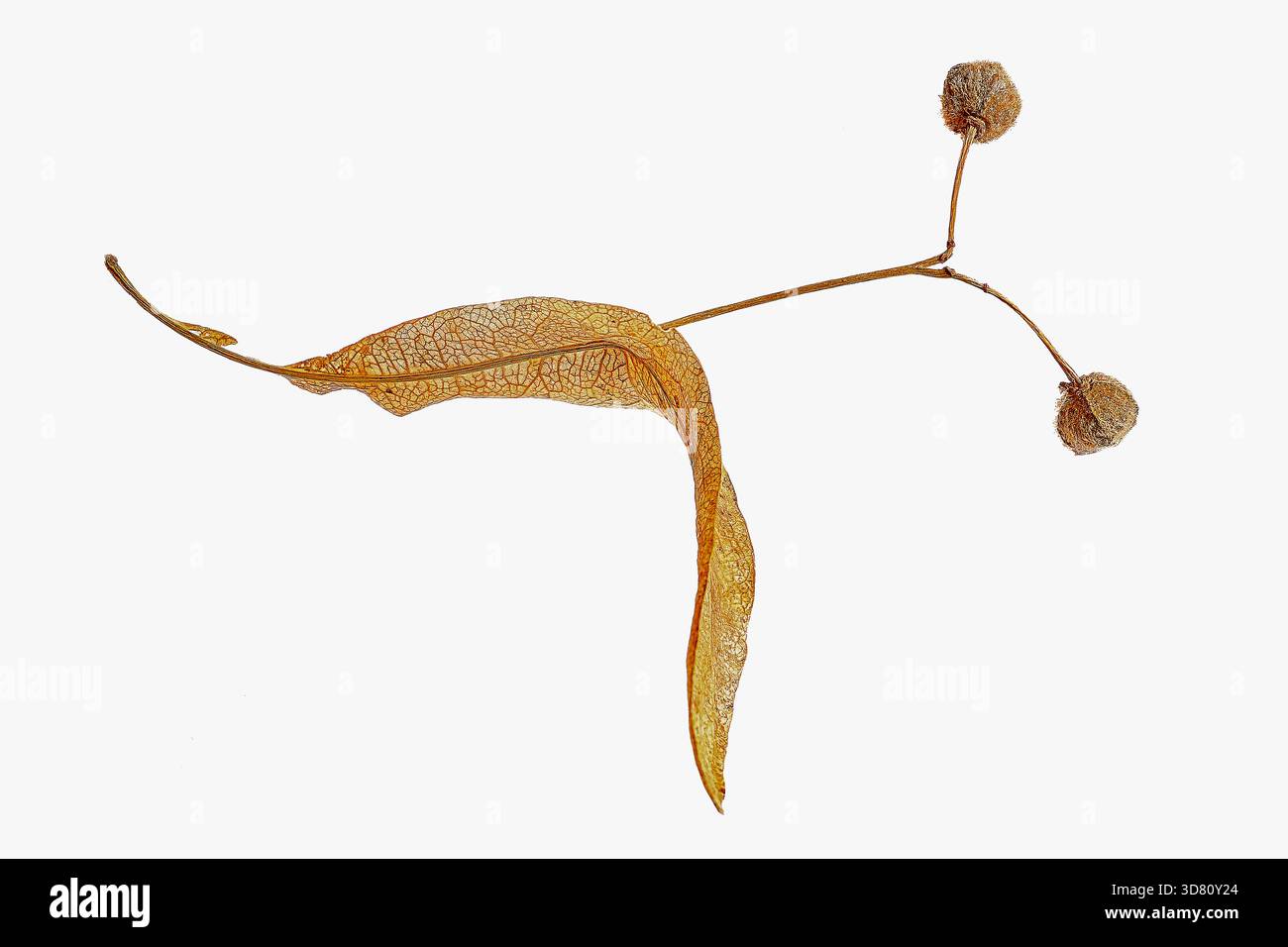 Großblättrige Linde, Linde (Tilia platyphyllos), Infructeszenz, Ausschnitt, Deutschland, Nordrhein-Westfalen Stockfoto