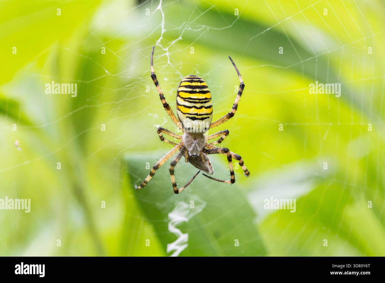 Schwarz-gelbe Argiope, schwarz-gelbe Gartenspinne (Argiope bruennichi), weiblich im Netz, mit Schmetterling als Beute, Deutschland Stockfoto