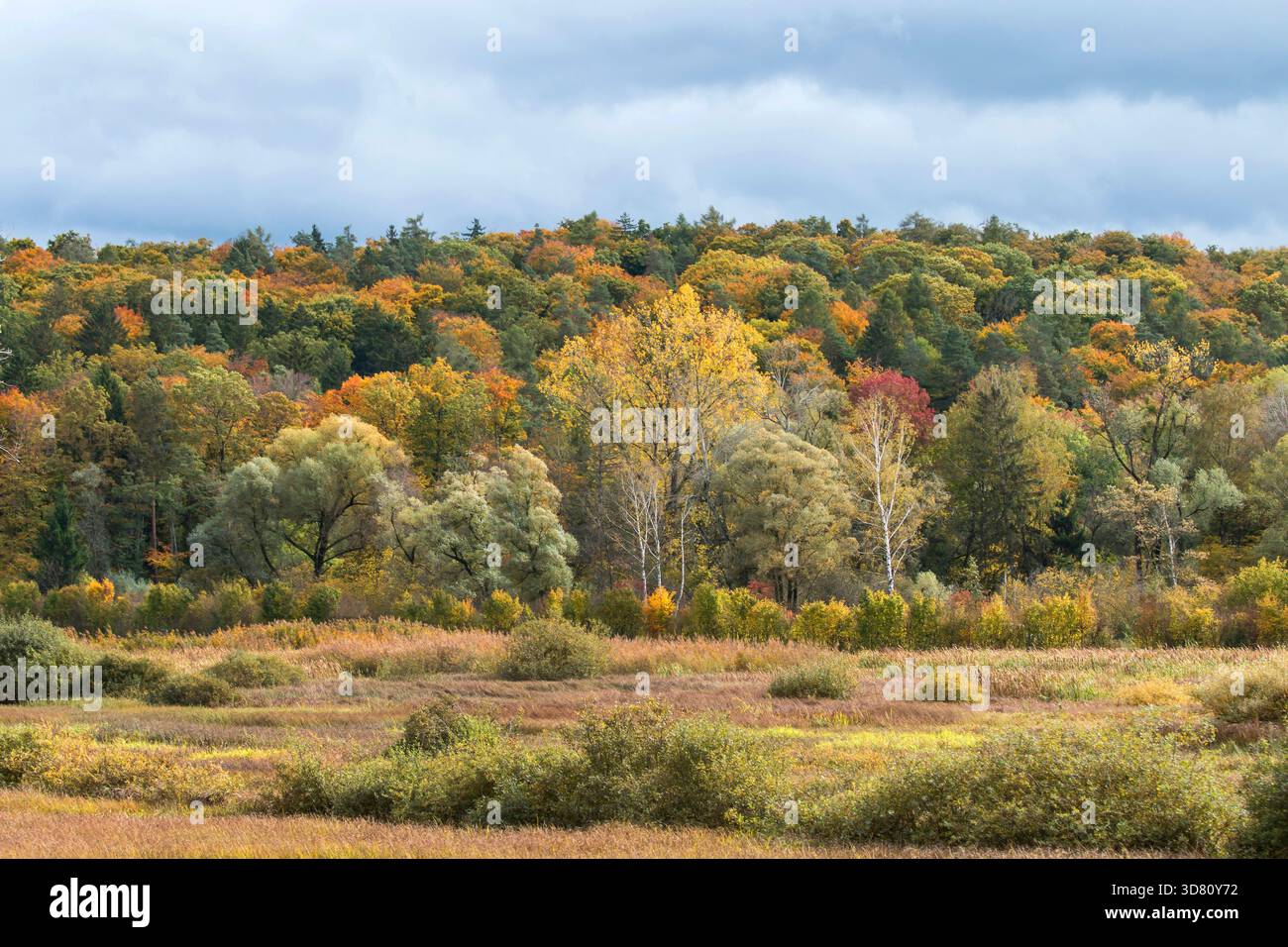 Herbstlicher Mischwald bei Hepbacher-Leimbacher Ried, Deutschland, Baden-Württemberg Stockfoto