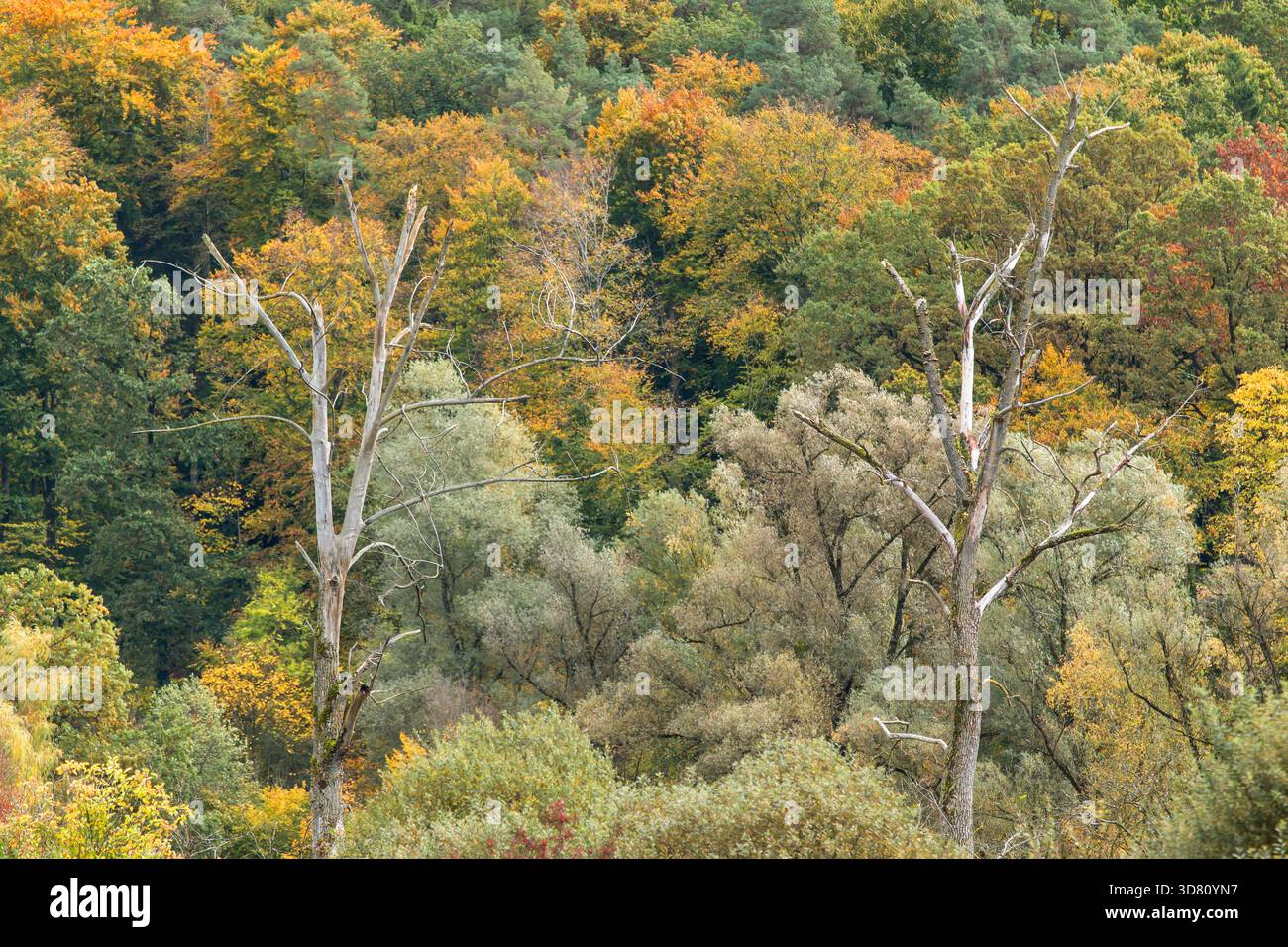 Tote Bäume im Mischwald im Herbst bei Hepbacher-Leimbacher Ried, Deutschland, Baden-Württemberg Stockfoto
