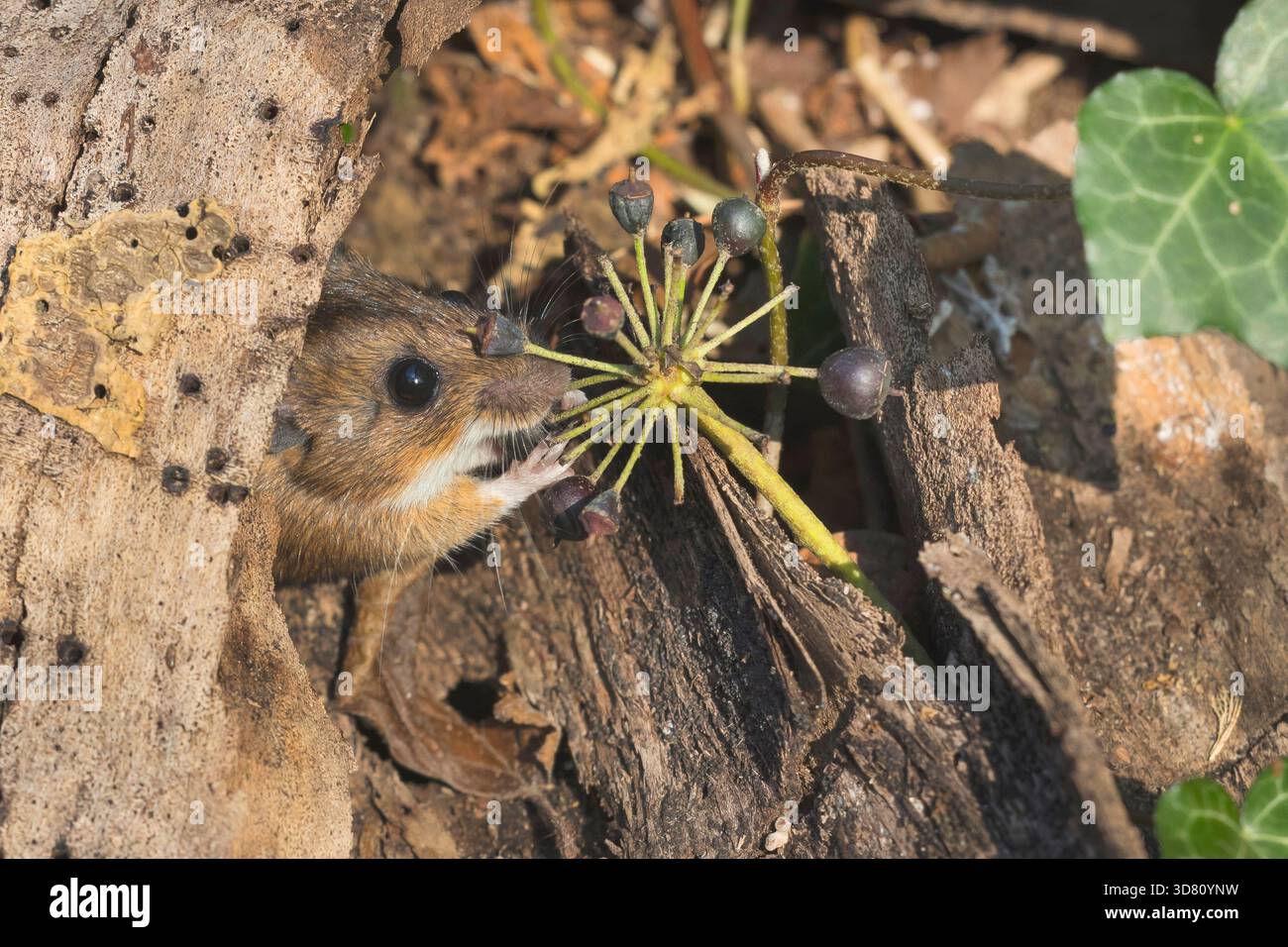 Maus mit efeu -Fotos und -Bildmaterial in hoher Auflsung  Alamy