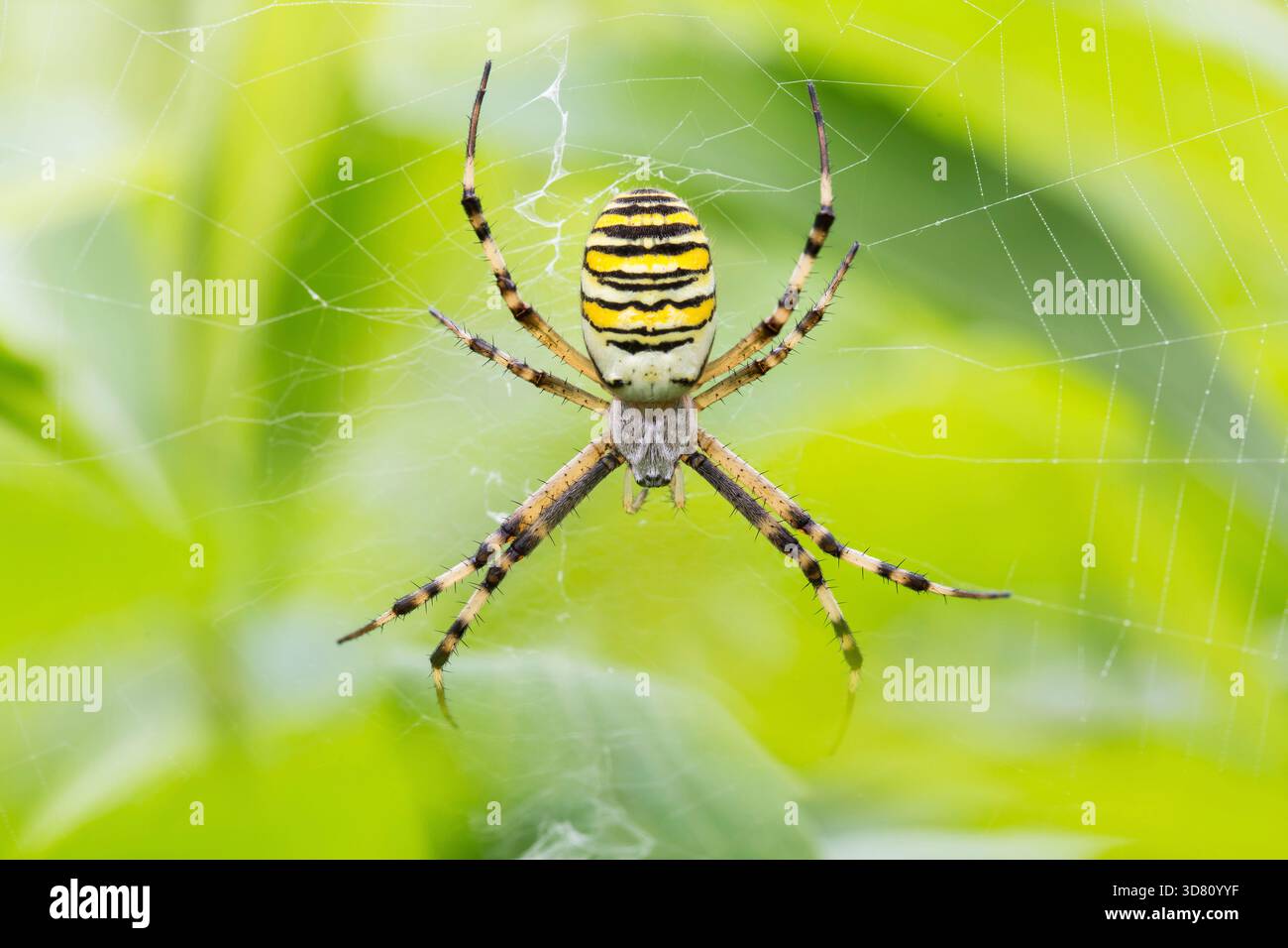 Schwarz-gelbe Argiope, schwarz-gelbe Gartenspinne (Argiope bruennichi), weiblich im Netz, Deutschland Stockfoto
