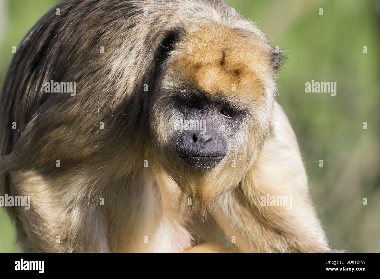 Brauner Kapuziner Affen (Cebus Apella) Nahaufnahme Stockfoto