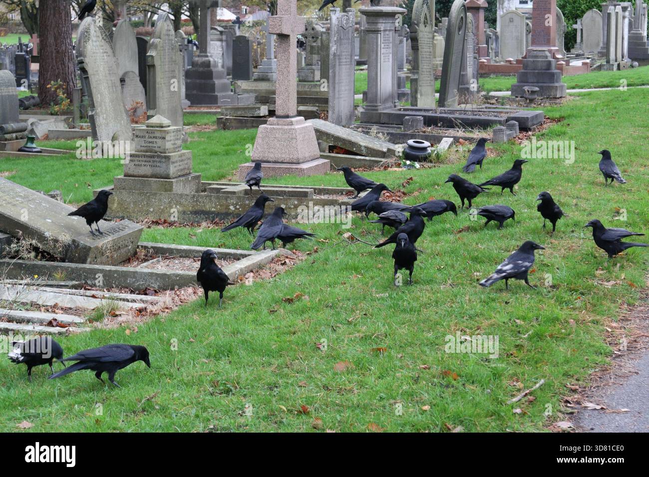 Aas Crows Corvus Corone Fütterung am Boden auf einem Friedhof England, Vogelwelt Natur Stockfoto