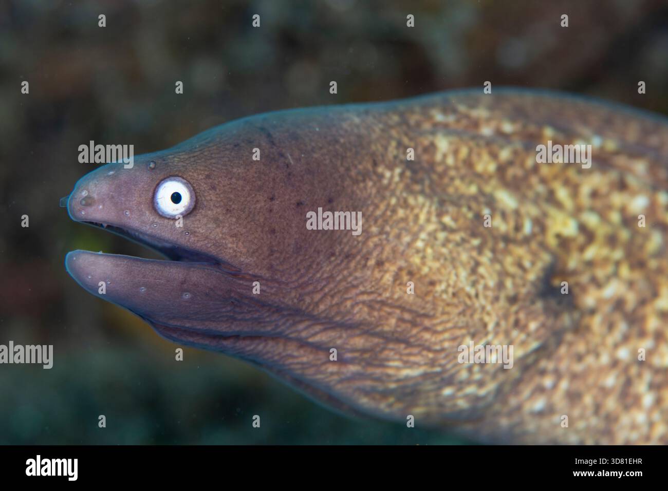 Weißäugige Muränen-Porträt, Gymnothorax thyrsoideus, Lembeh-Straße, Nord-Sulawesi, Indonesien, Pazifik Stockfoto