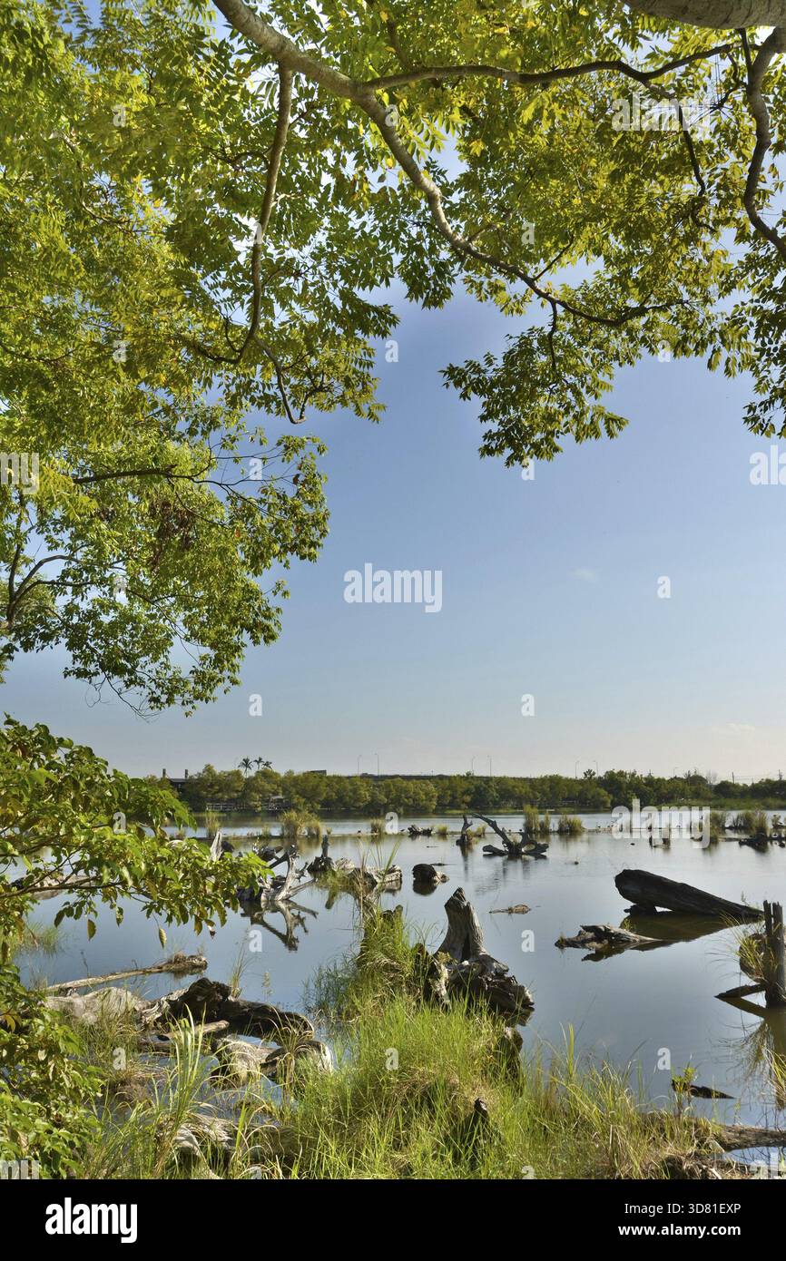 Landschaft des alten Holzteichs, aufgenommen im Luodong Forestry Culture Garden, Yilan County, Taiwan Stockfoto