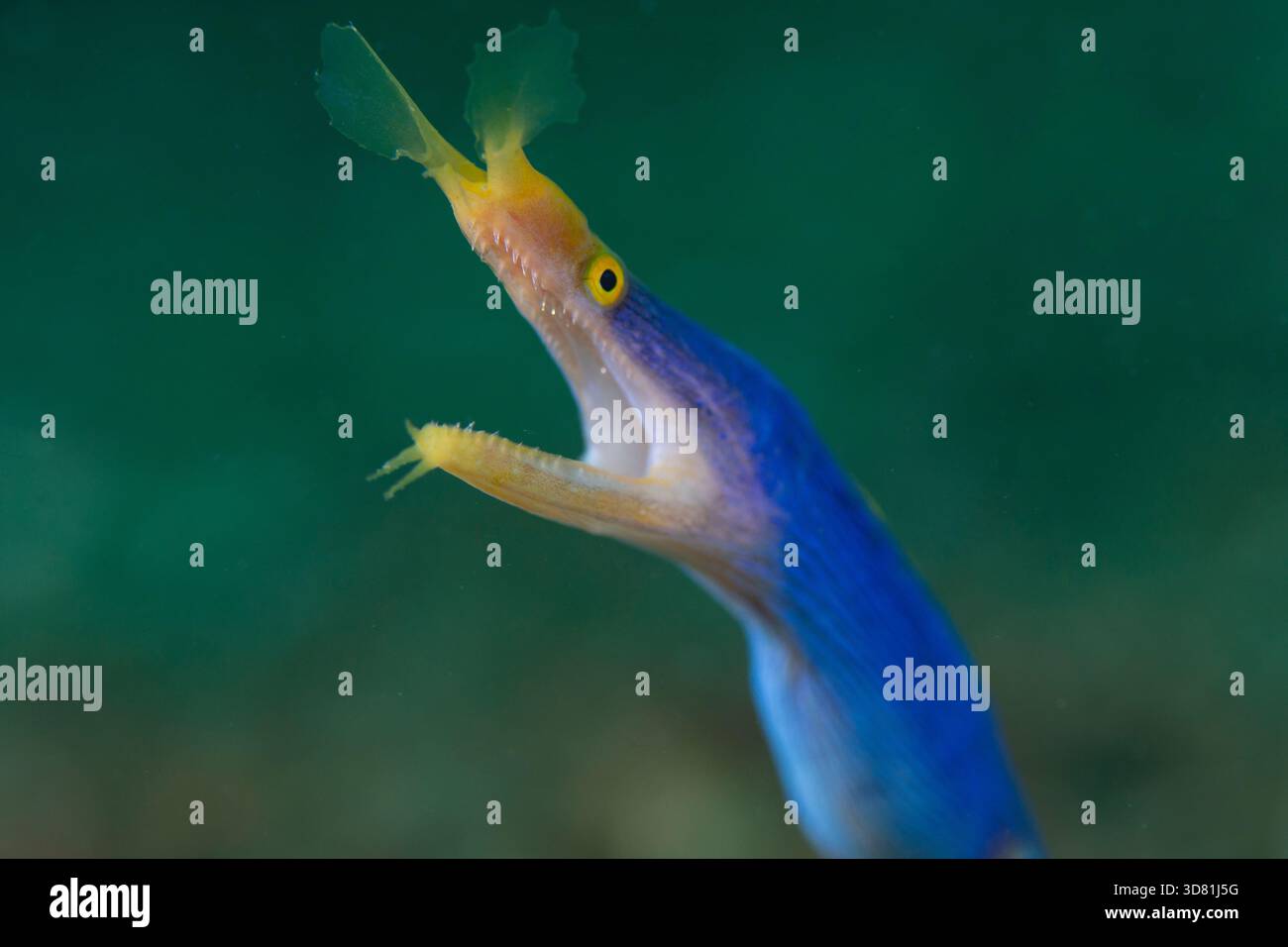 Ein blauer Bandaal, Rhinomuraena quaesita, öffnet seinen Mund weit, um zu atmen, Lembeh Strait, Nord-Sulawesi, Indonesien Stockfoto