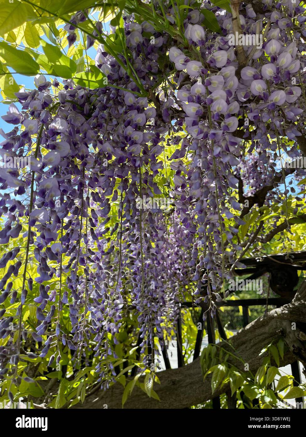 Violette Flieder blühen sanft im Central Park und heißen den Frühling in New York willkommen. - Smartphone-aufgenommenes Stockfoto