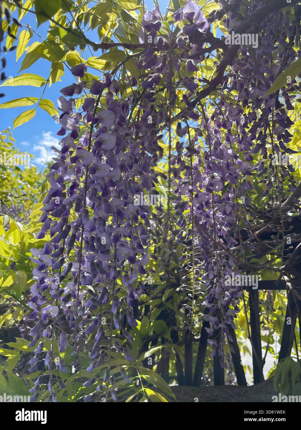 Violette Flieder blühen sanft im Central Park und heißen den Frühling in New York willkommen. - Smartphone-aufgenommenes Stockfoto