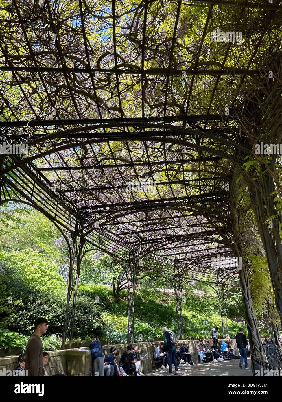 Violette Flieder blühen sanft im Central Park und heißen den Frühling in New York willkommen. - Smartphone-aufgenommenes Stockfoto