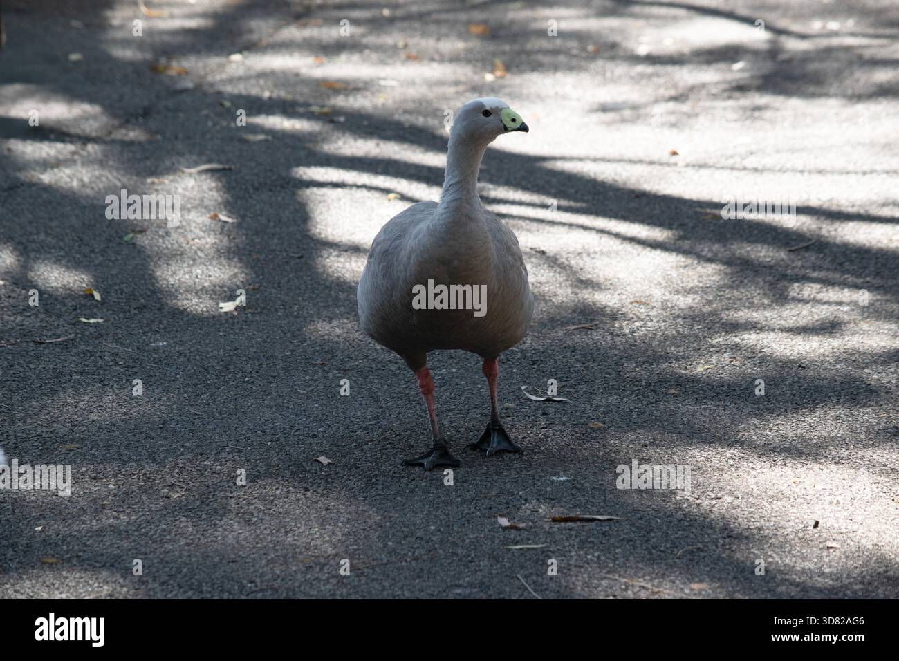 Die Cape Barren Goose ist eine sehr große, hellgraue Gans mit einem relativ kleinen Kopf. Es hat Reihen von großen dunklen Flecken Stockfoto