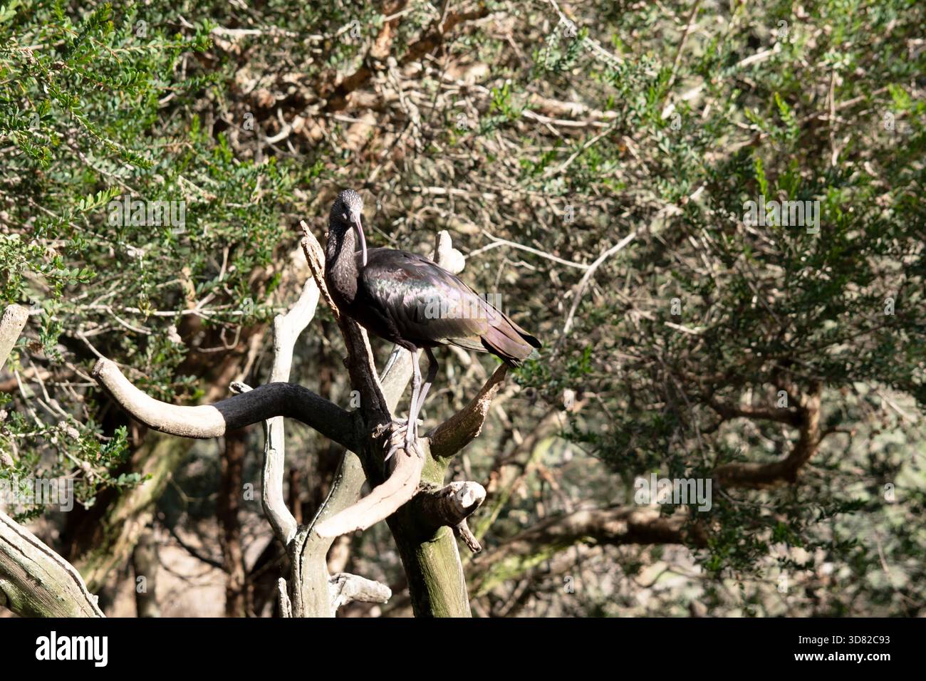 Der glänzende Ibis-Hals ist rötlich-braun und der Körper ist bronzefarben mit einem metallischen schillernden Glanz auf den Flügeln. Stockfoto