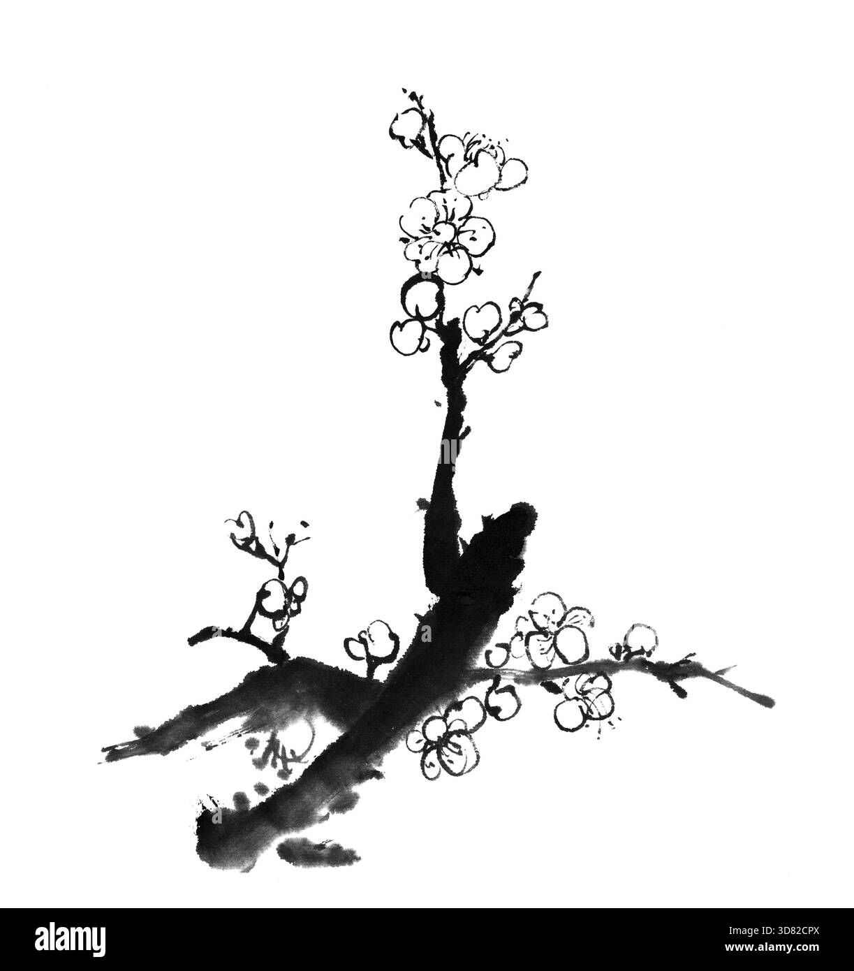 Chinesisches Gemälde von Blumen, Pflaumenblüte, auf weißem Hintergrund Stockfoto