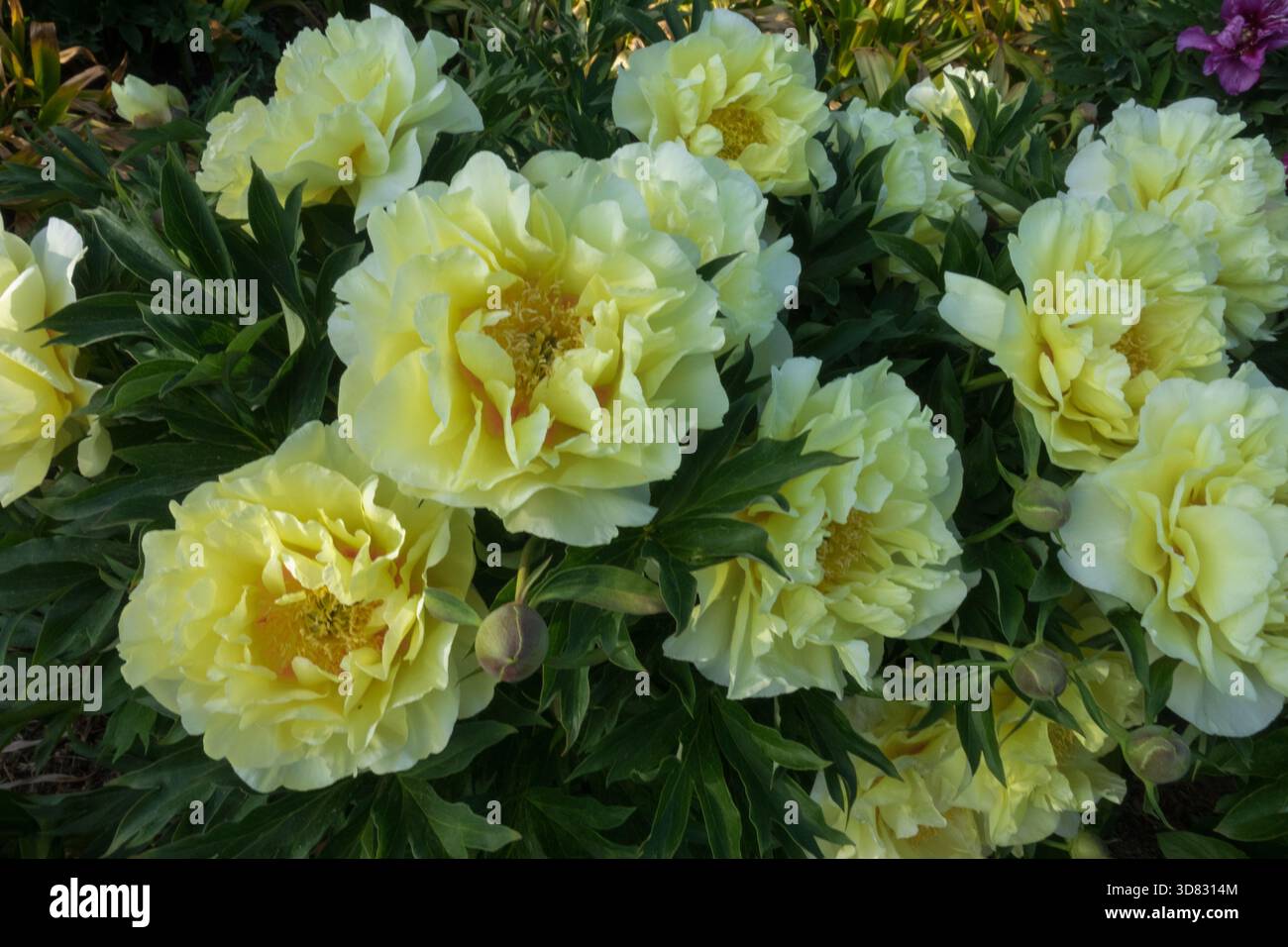 Paeonia 'Border Charm' Ornamental Dekorative Hardy Vivid Schöne Pfingstrose Schönheit Blassgelbe Farbe Intersectional Itoh Pfingstrose Paeonia Hybridpflanze Stockfoto