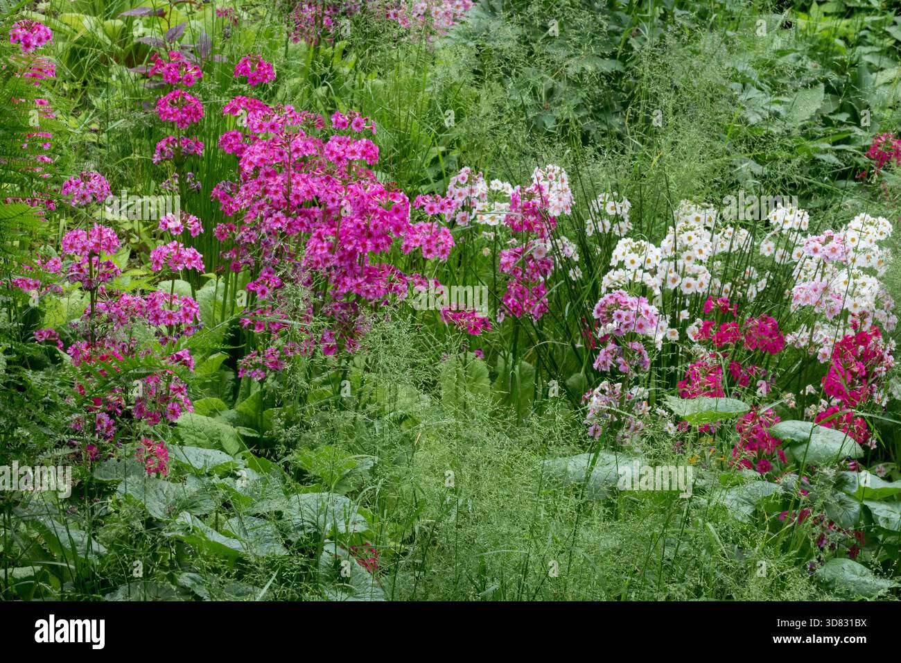 Feuchte Gartenszene, Feuchtgebiete mit feuchtigkeitsliebenden Pflanzen. Blühende Primulas Kerzenleuchter, verschiedene Farben Kerzenleuchter Kerzenleuchter Kerzenleuchter Kerzenleuchter Stockfoto