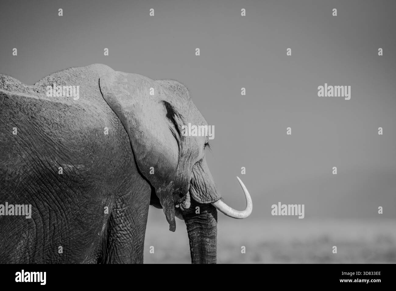 Teil einer Sammlung wilder afrikanischer Elefanten in Amboseli, die einen Wüstenabschnitt durchqueren, Elefantenbabys spielen, im toten Waldsumpf. Stockfoto
