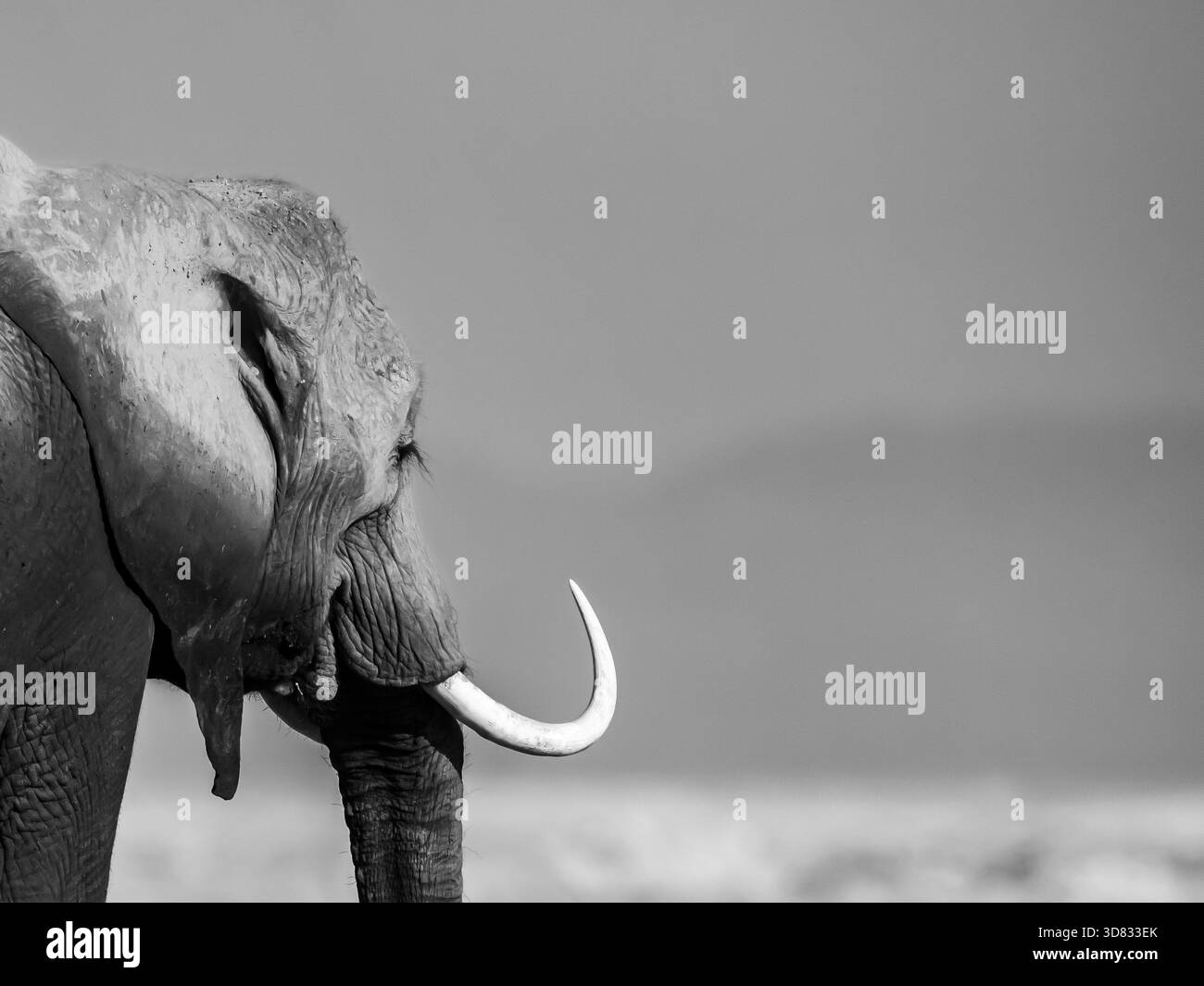 Teil einer Sammlung wilder afrikanischer Elefanten in Amboseli, die einen Wüstenabschnitt durchqueren, Elefantenbabys spielen, im toten Waldsumpf. Stockfoto