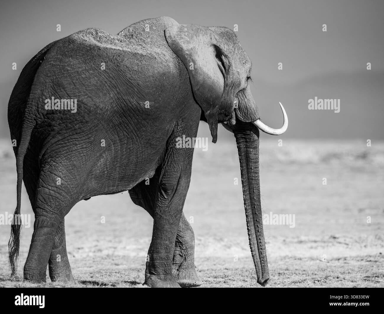 Teil einer Sammlung wilder afrikanischer Elefanten in Amboseli, die einen Wüstenabschnitt durchqueren, Elefantenbabys spielen, im toten Waldsumpf. Stockfoto