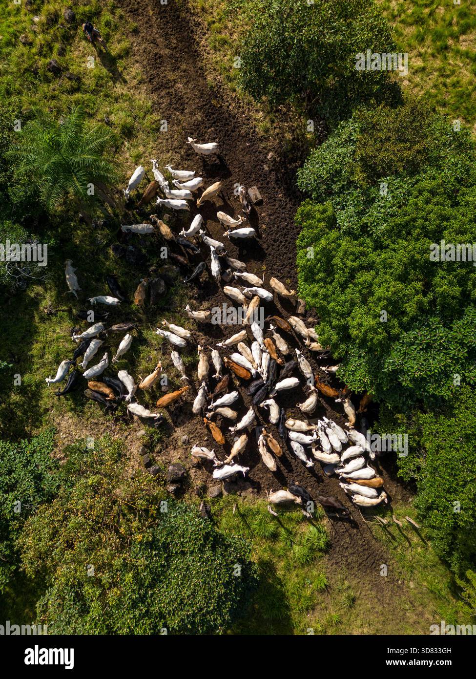Luftaufnahme einer Gruppe von Rindern, die auf einer nachhaltigen Bergfarm in Panama, Zentralamerika füttern – Stockfoto Stockfoto