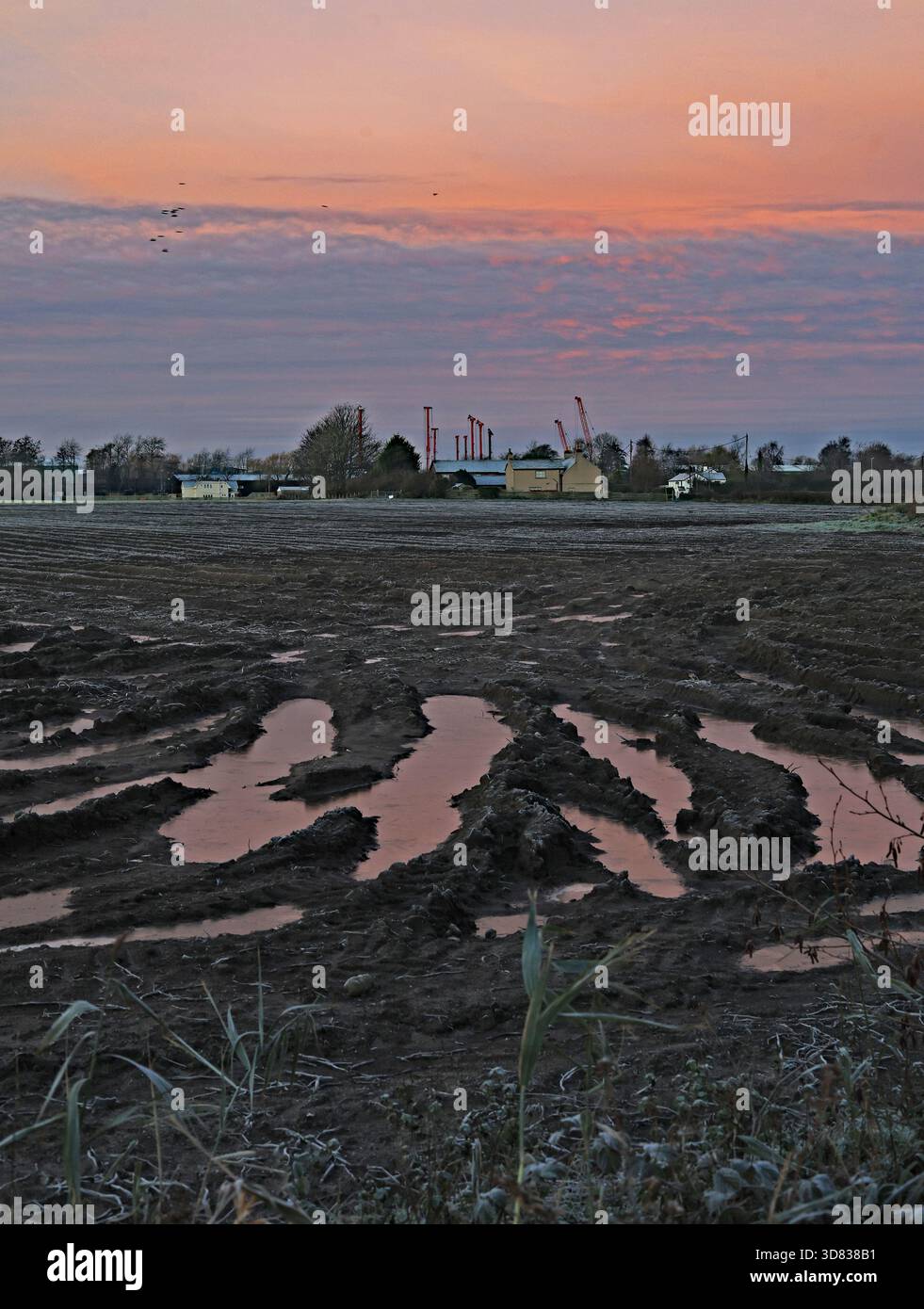 Ein feuchtes Feld, das von einem leichten Frost bedeckt ist, während die Sonne aufgeht und den Himmel neben dem Kanal vor der Higgins Lane in Burscough rosa färbt. Stockfoto