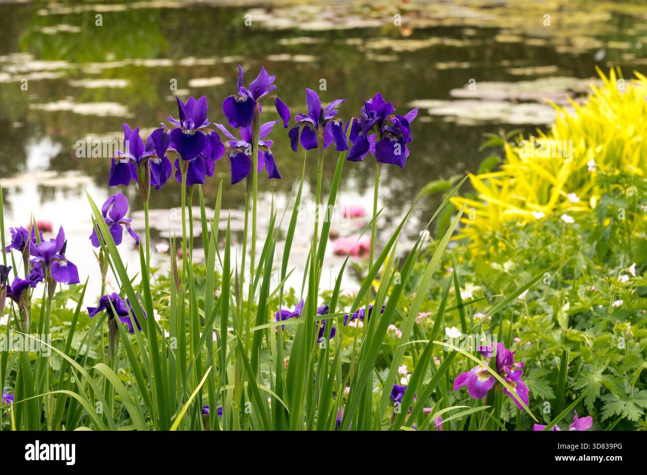 Dunkelblau Iris Blumen Garten Teich Stockfoto