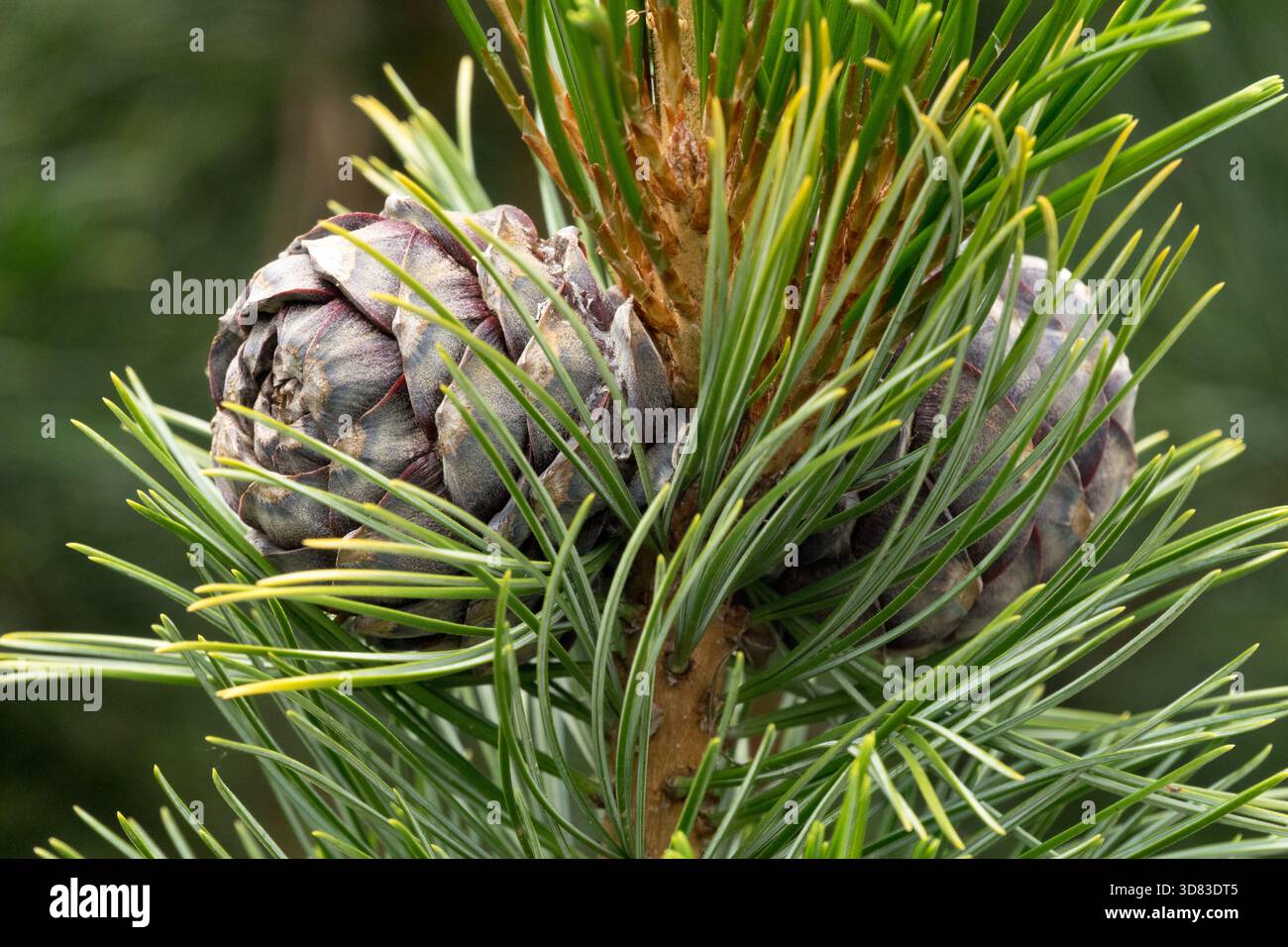Schweizer Zirbenkegel Pinus cembra „glauca Compacta“ Stockfoto
