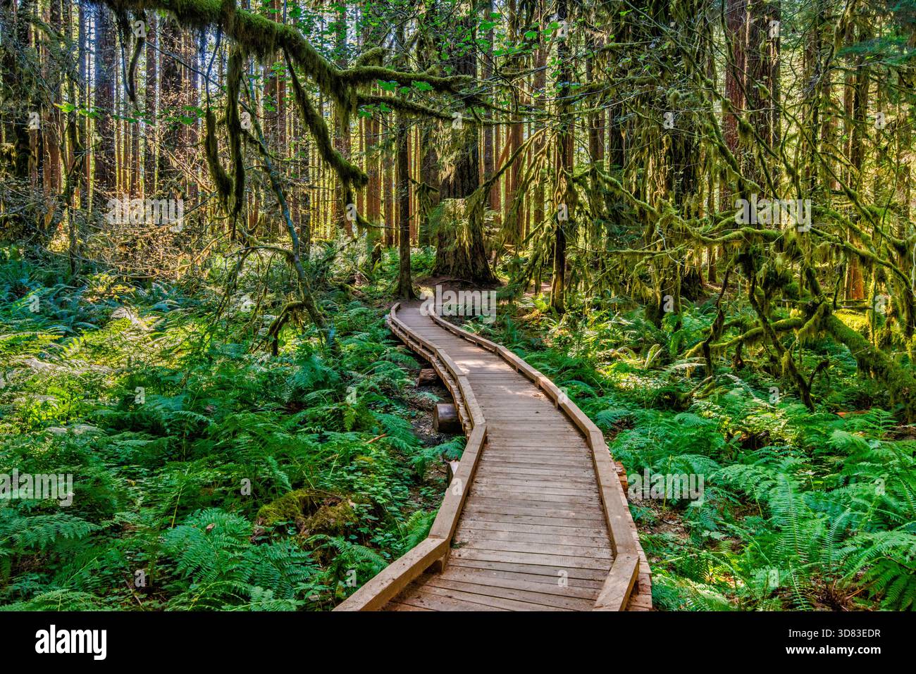 Boardwalk am Ancient Groves Trail, einem alten Wald im Olympic National Park, Olympic Peninsula, Washington State, USA Stockfoto